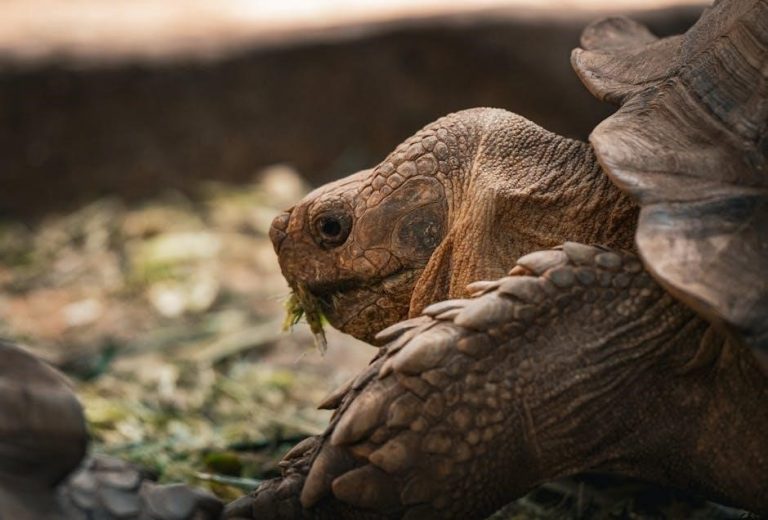 bls provider manual pdf free download